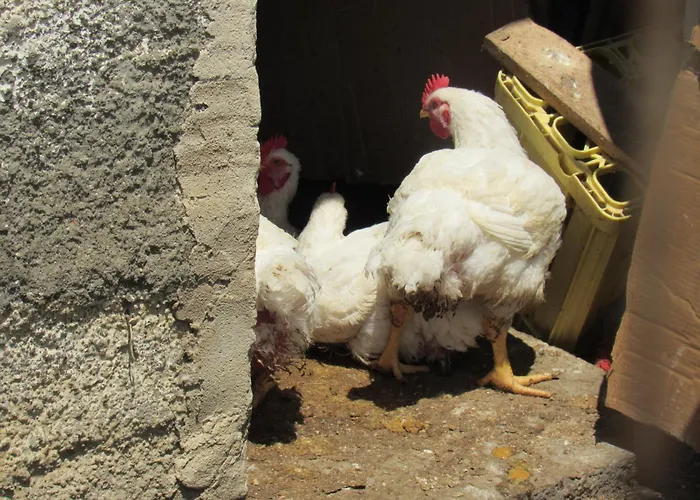 Tatil Evi Il Libeccio *