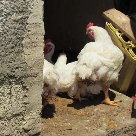 度假居 Il Libeccio *