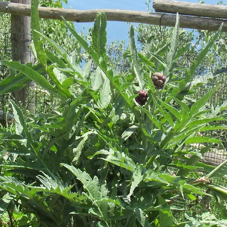 Il Libeccio 波西塔諾